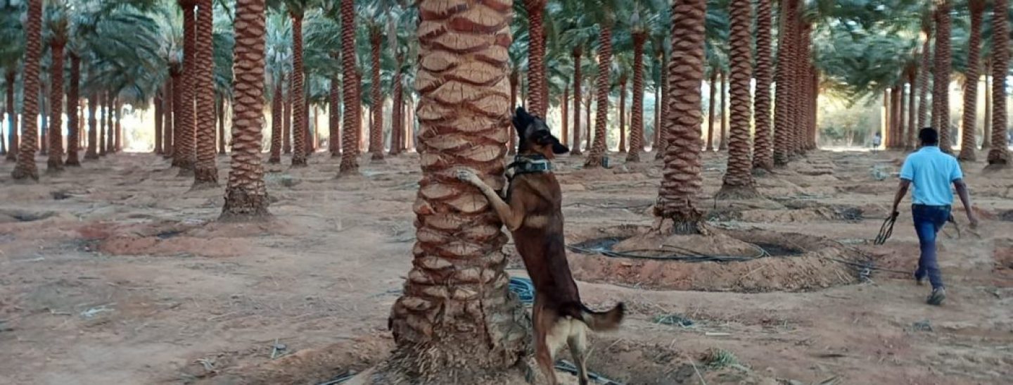 Dogs detect Palm Weevil